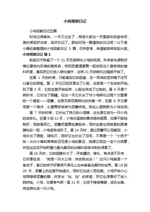 小鸡观察日记