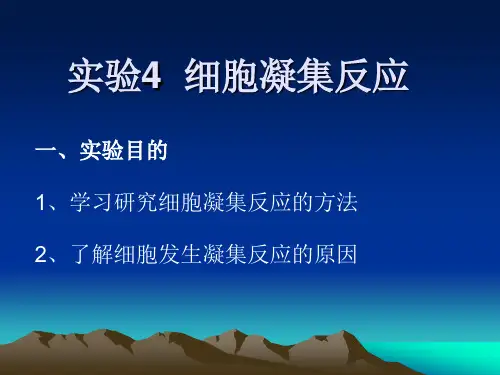 实验4 细胞凝集反应