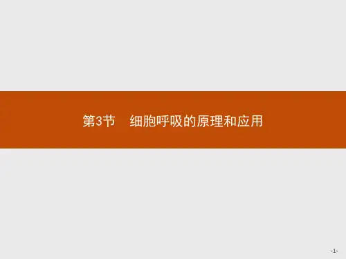 《细胞呼吸的原理和应用》PPT新教材1