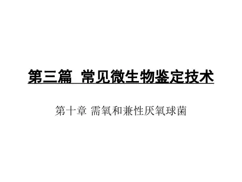 第三篇  常见微生物