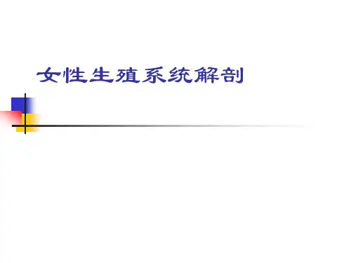 女性生殖系统解剖1汇总