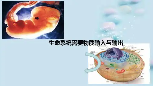 人教版高中生物必修1第四章 第2节细胞的物质输入与输出课件 (共21张PPT)