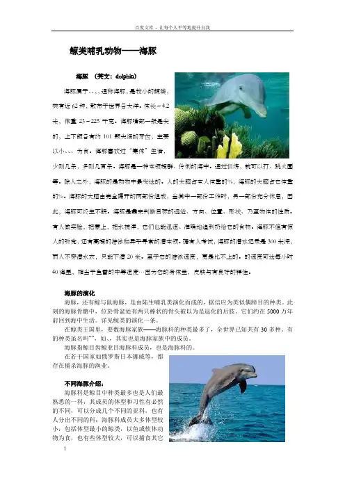 鲸类哺乳动物海豚