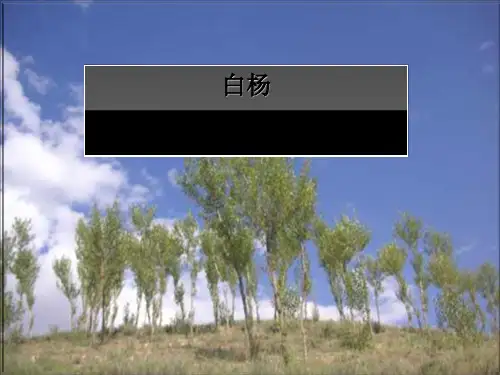 五年级语文下册第14课《白杨》课件冀教版