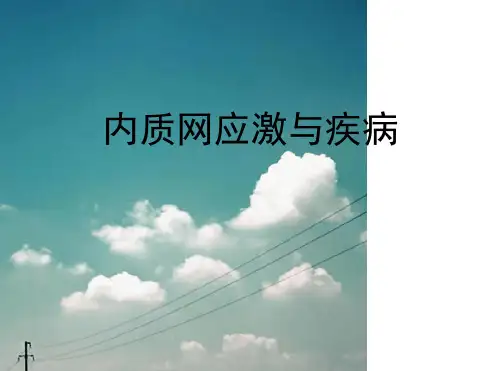 内质网应激与疾病