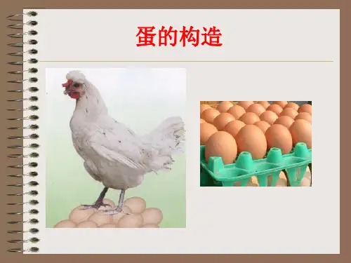 种蛋的构造