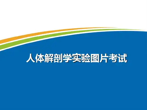人体解剖学实验图片考试 PPT