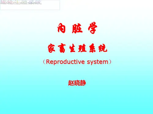 公畜生殖器官