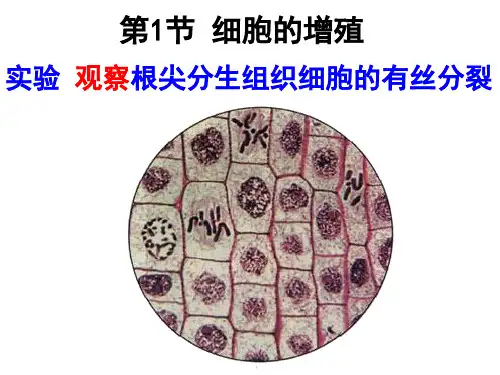 实验 观察有丝分裂