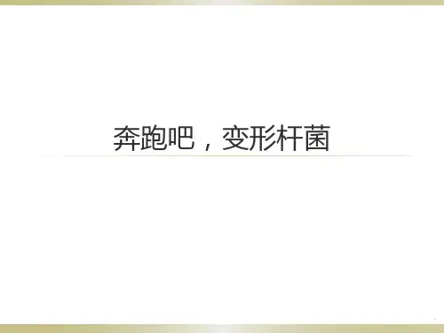 变形杆菌介绍