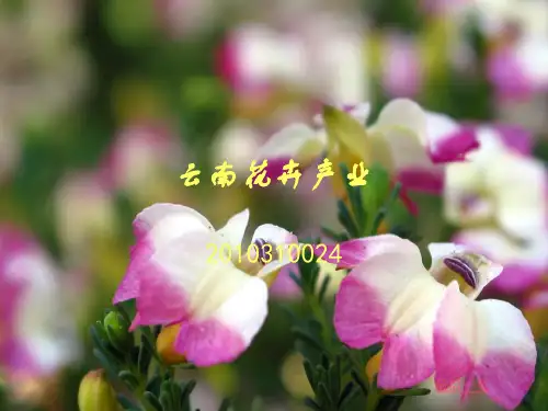 资料花卉产业.ppt