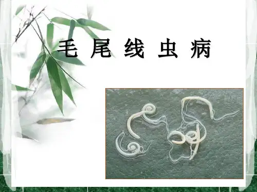 毛尾线虫