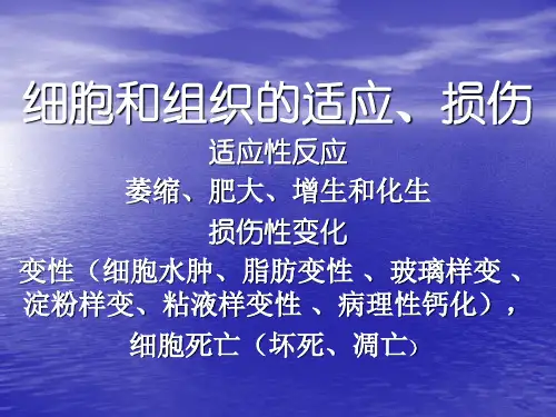 病理学课件 组织细胞的适应和损伤