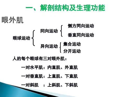 动眼神经解剖ppt