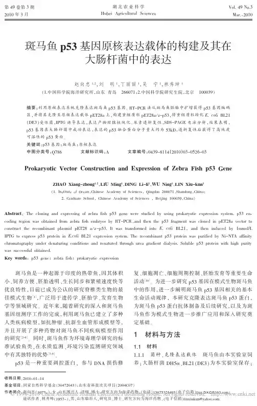 斑马鱼p53基因原核表达载体的构建及其在大肠杆菌中的表达