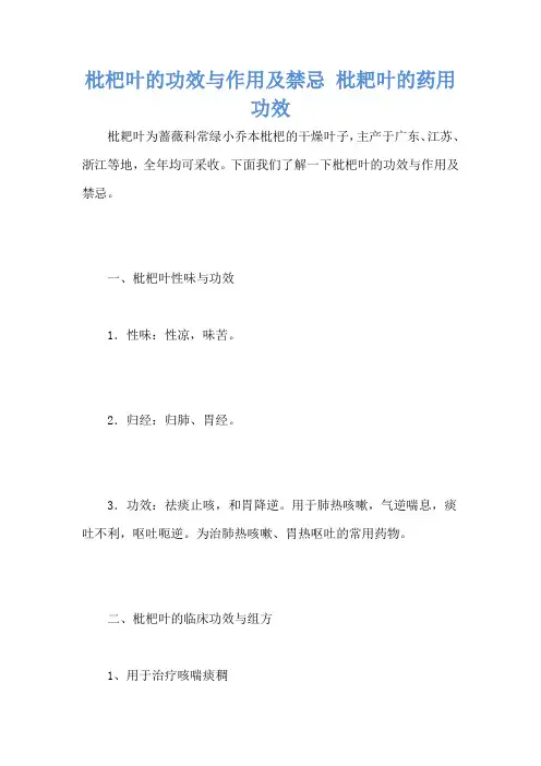 枇杷叶的功效与作用及禁忌 枇耙叶的药用功效