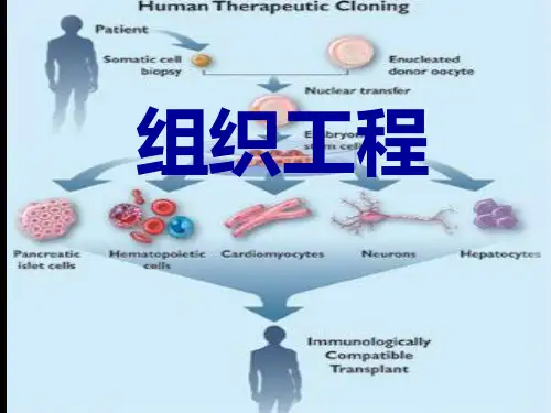 生命科学前沿-组织工程