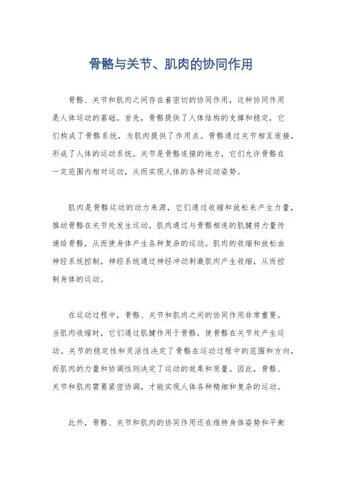 骨骼与关节、肌肉的协同作用
