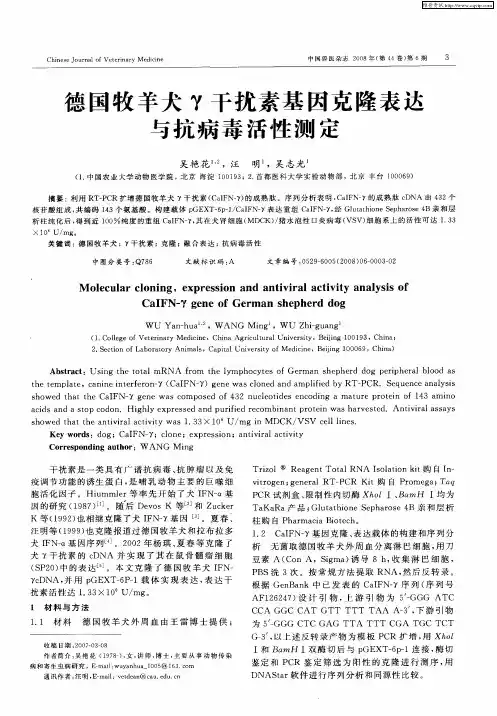 德国牧羊犬γ干扰素基因克隆表达与抗病毒活性测定