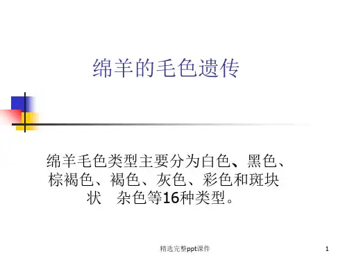 绵羊、犬、马、兔的毛色遗传