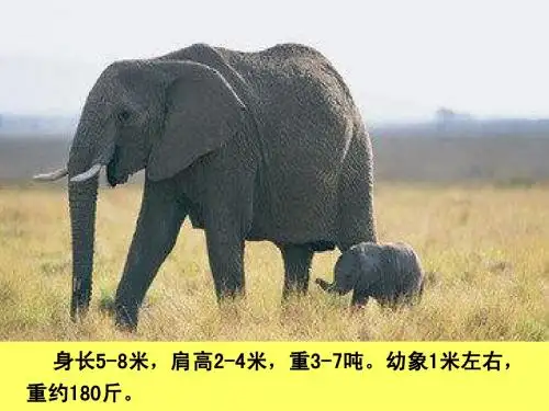 一年级下册称象