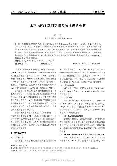 水稻ＡＰＹ１_基因克隆及胁迫表达分析