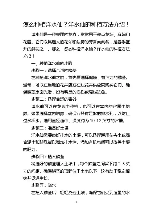 怎么种植洋水仙？洋水仙的种植方法介绍!