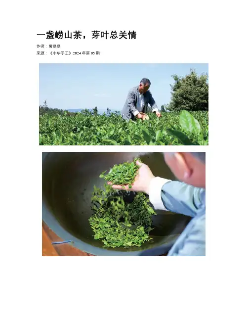 一盏崂山茶，芽叶总关情