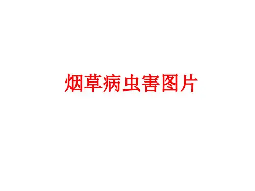 烟草病虫害图片-58页精选文档