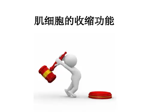 骨骼肌的收缩