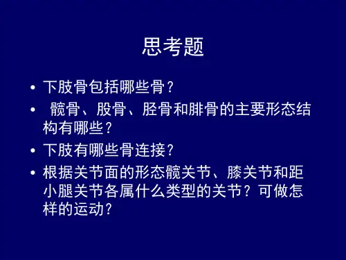 人体解剖学下肢骨及其连结PPT精品医学