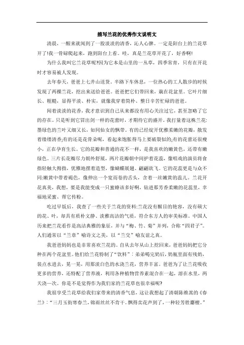 描写兰花的优秀作文说明文