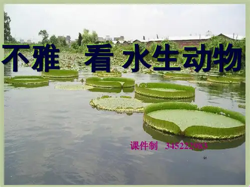 教科小学科学三上《1.4、观察水生植物》PPT课件(2)[精选](共6张PPT)
