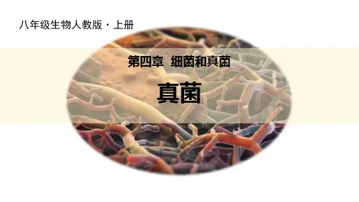 《真菌》PPT免费课件
