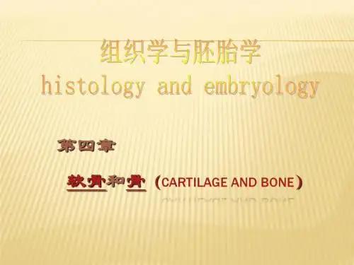 组织胚胎软骨和骨