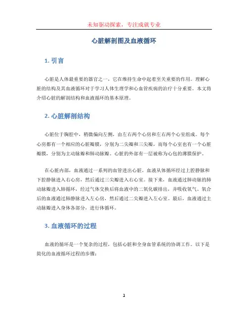 心脏解剖图及血液循环