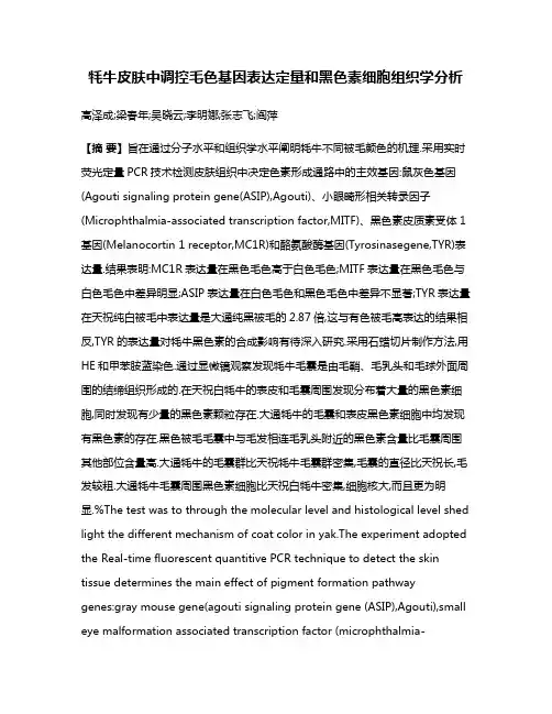牦牛皮肤中调控毛色基因表达定量和黑色素细胞组织学分析