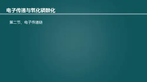 6.2 电子传递链