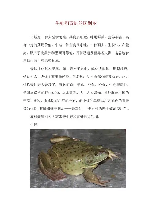 牛蛙和青蛙的区别图