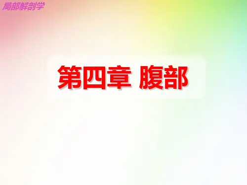 腹部局部介绍