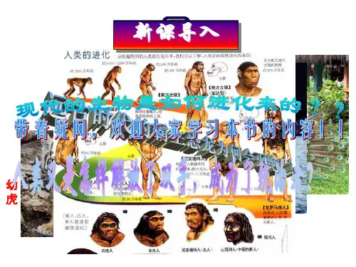 人教版高中生物必修2第7章第2节现代生物进化理论的主要内容 课件(共100张PPT)