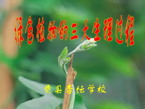 绿色植物的三大生理过程