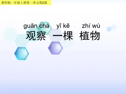 小学最新教科版一年级科学1-2观察一棵植物