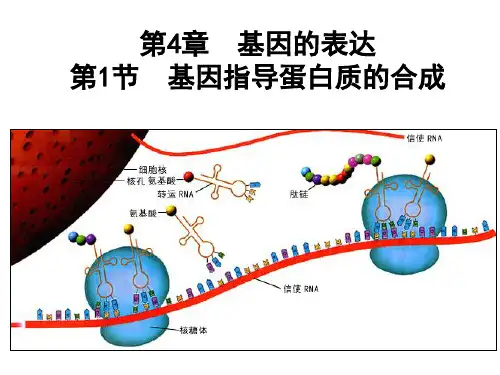 高中生物必修二课件-4.1 基因指导蛋白质的合成1-人教版
