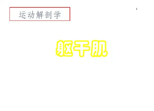 13-14-躯干肌-《运动解剖学》课件
