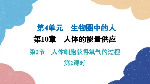 北师大版生物七年级下册第10章第2节人体细胞获得氧气的过程(第2课时)课件共18张PPT