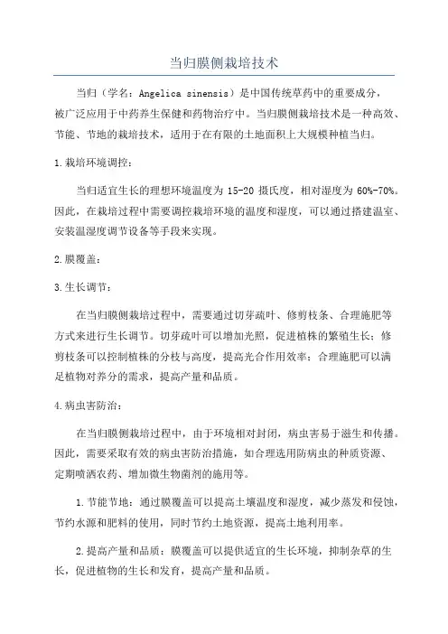 当归膜侧栽培技术
