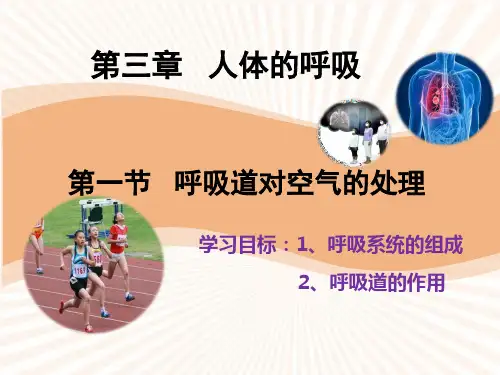 呼吸道对空气的处理 