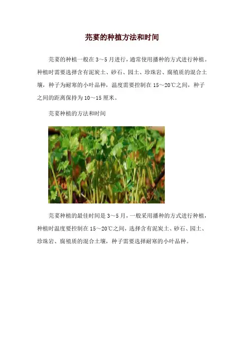 芫荽的种植方法和时间