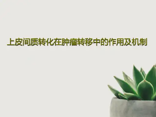上皮间质转化在肿瘤转移中的作用及机制共59页PPT